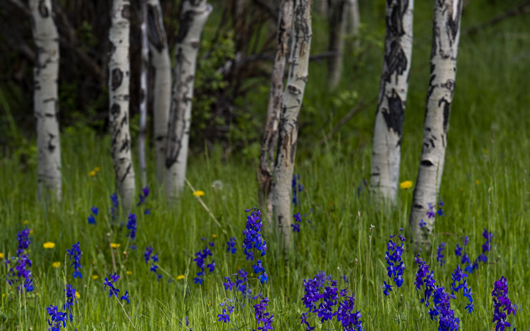 06_27_19 wildflowers0484.jpg